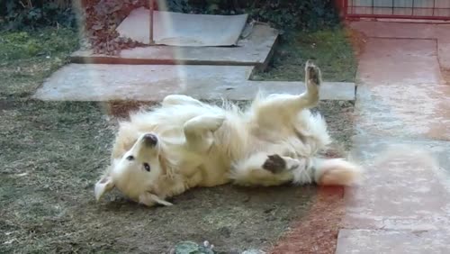 Cachorro Engraçado
